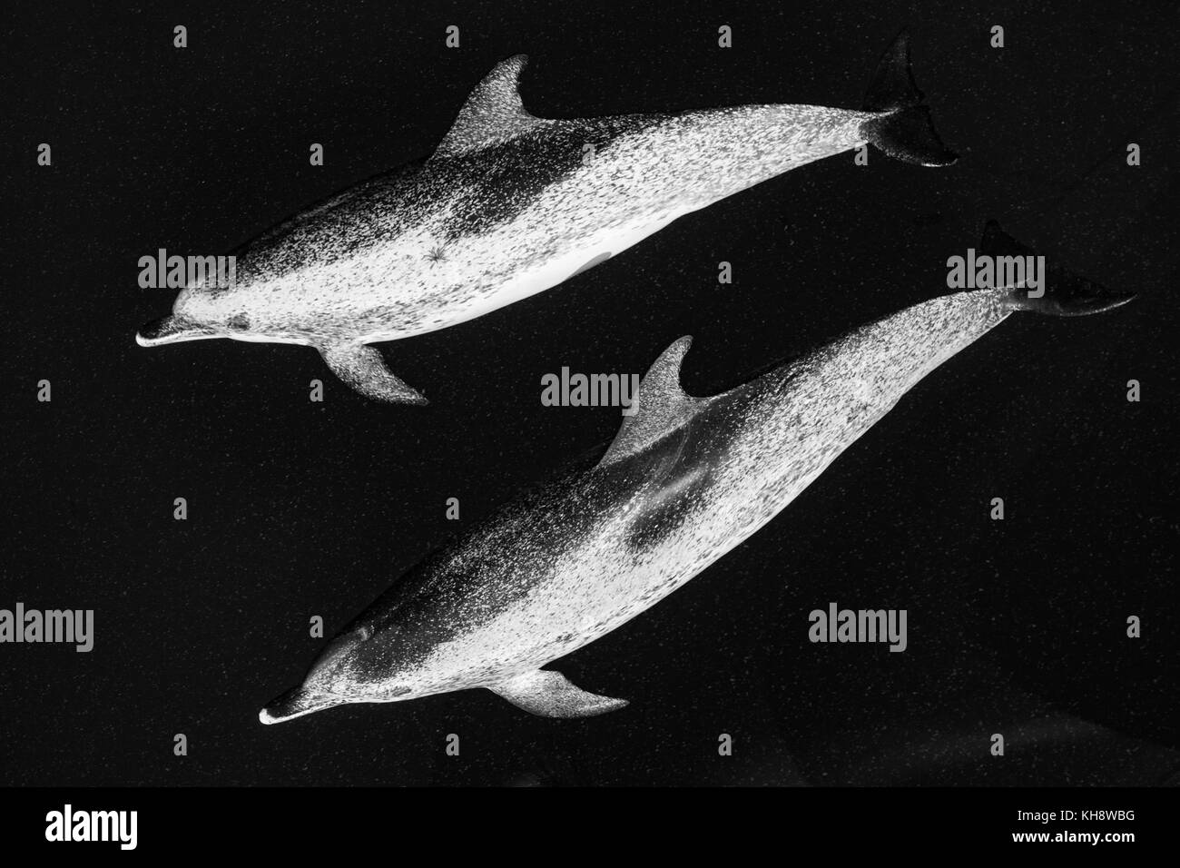 Le noir et blanc les dauphins tachetés de l'Atlantique Venez rouler la proue de la National Geographic Orion dans l'eau miroitant dans le milieu de l'Océan Atlantique Banque D'Images