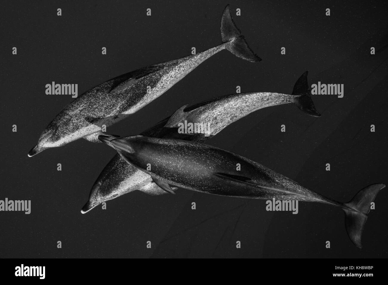 Le noir et blanc les dauphins tachetés de l'Atlantique Venez rouler la proue de la National Geographic Orion dans l'eau miroitant dans le milieu de l'Océan Atlantique Banque D'Images