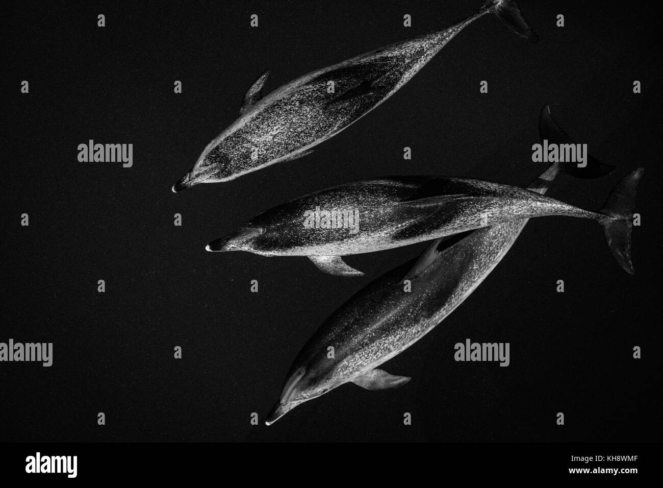 Le noir et blanc les dauphins tachetés de l'Atlantique Venez rouler la proue de la National Geographic Orion dans l'eau miroitant dans le milieu de l'Océan Atlantique Banque D'Images