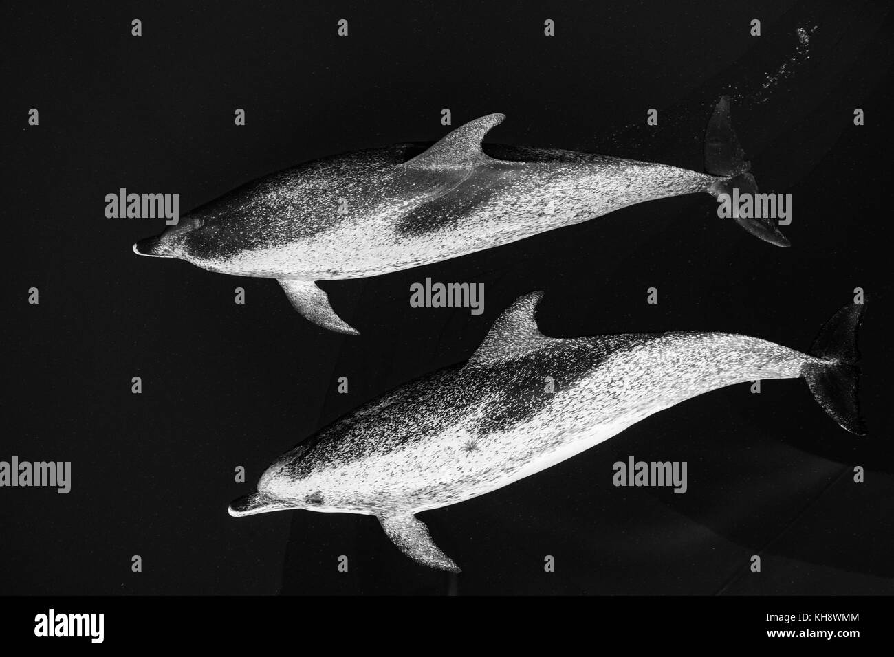 Le noir et blanc les dauphins tachetés de l'Atlantique Venez rouler la proue de la National Geographic Orion dans l'eau miroitant dans le milieu de l'Océan Atlantique Banque D'Images