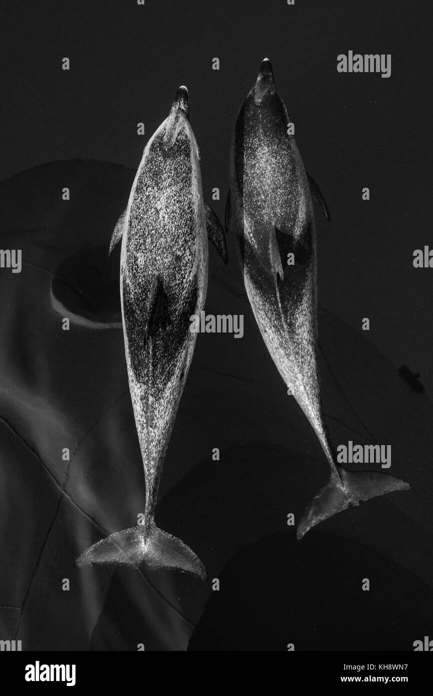 Le noir et blanc les dauphins tachetés de l'Atlantique Venez rouler la proue de la National Geographic Orion dans l'eau miroitant dans le milieu de l'Océan Atlantique Banque D'Images