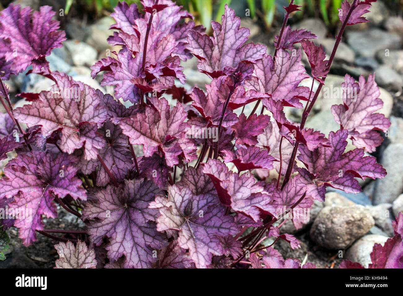 Feuilles Heucheras Corail Bells Heuchera feuillage décoratif Hardy Plant Beauty Violet foncé tufté pérenne croissance printanière veinée Heuchera 'Melting Fire' Banque D'Images