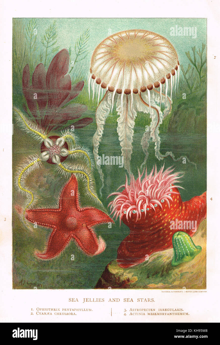 Gelées de mer, étoiles de mer, lithographie couleur du XIXe siècle Banque D'Images