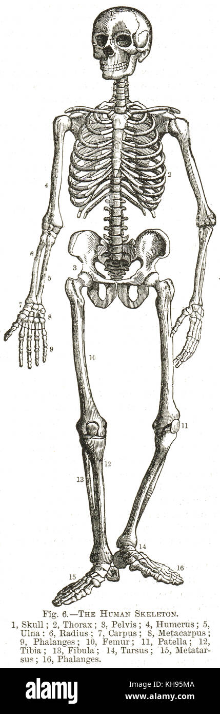 Le squelette humain, un diagramme du 19e siècle Banque D'Images