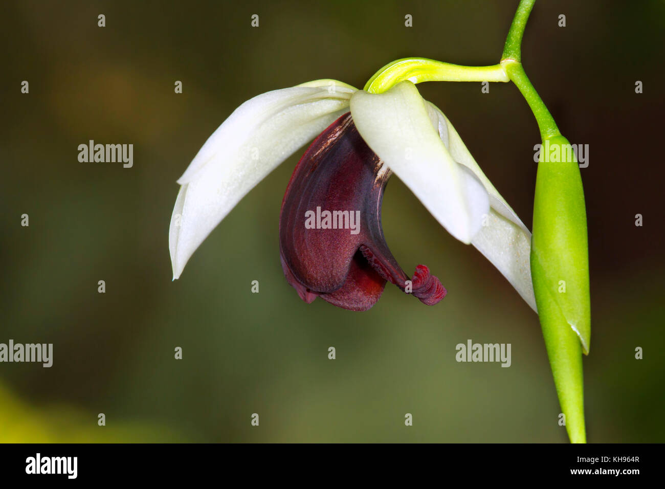 Coelogyne usitana orchidée est originaire de l'île de Mindanao aux Philippines Banque D'Images