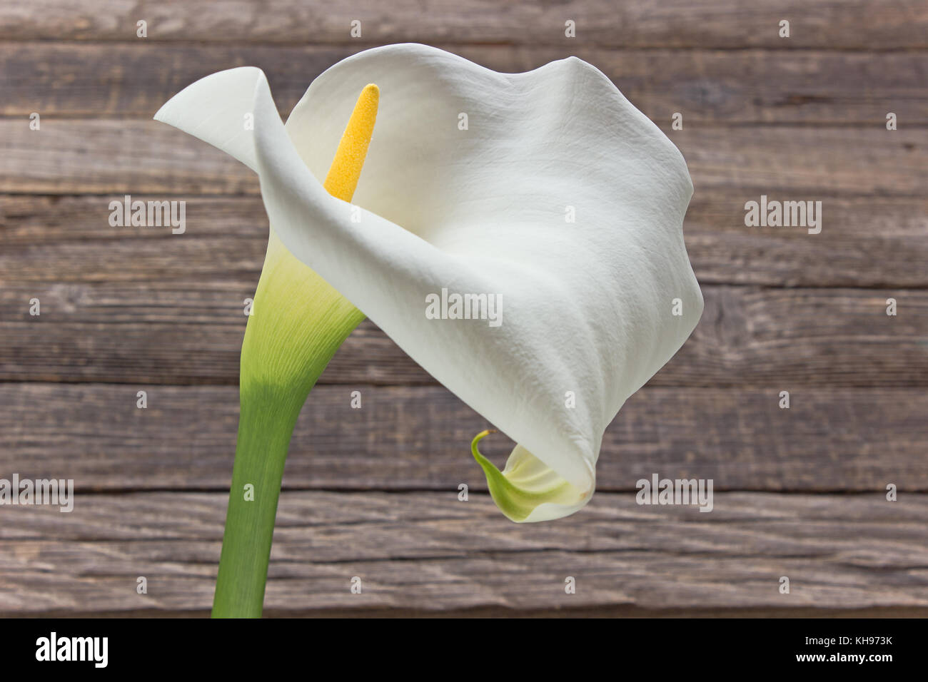 Calla lilly fleur (zantedeschia) sur fond de bois Banque D'Images