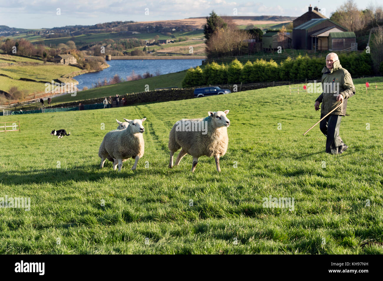 Les concurrents à la SDD du Yorkshire de berger, Whitestone Farm, Ponden Reservoir, Oakworth, Yorkshire, novembre 2017. Banque D'Images