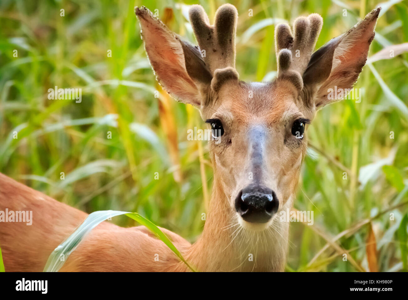 Image d'un jeune cerf de buck gwoing son premier rack au début de l'été. Banque D'Images