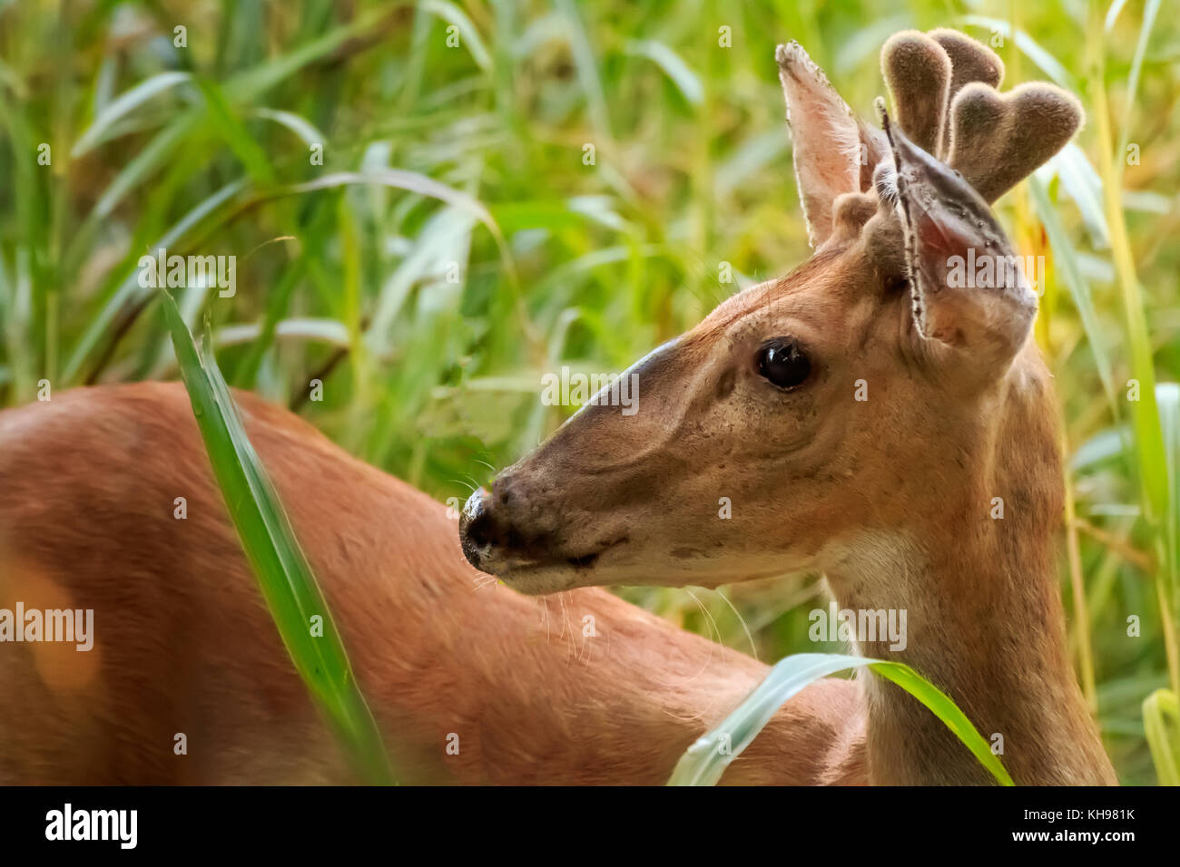 Image d'un jeune cerf de buck gwoing son premier rack au début de l'été. Banque D'Images