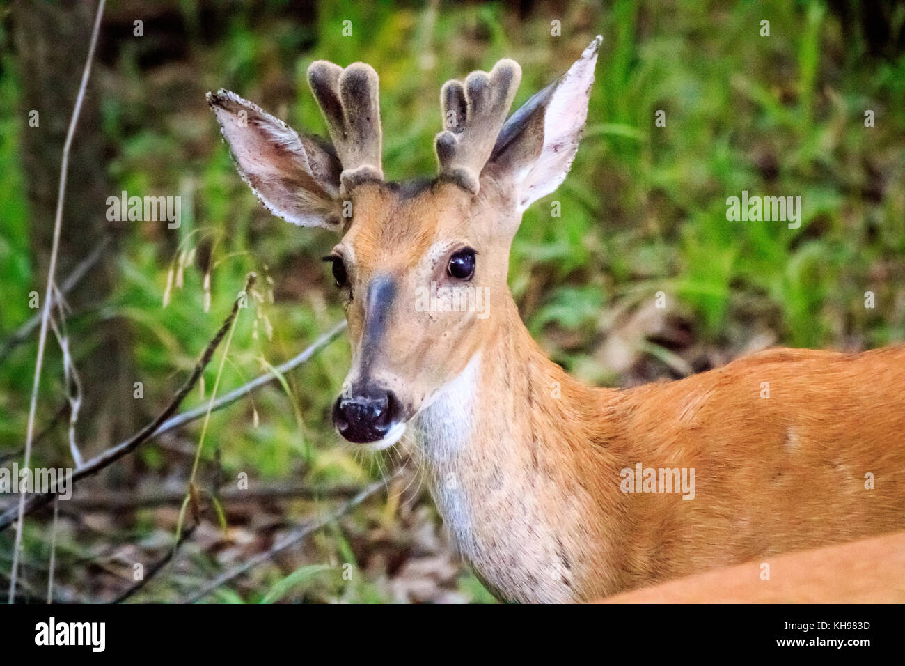 Image d'un jeune cerf de buck gwoing son premier rack au début de l'été. Banque D'Images