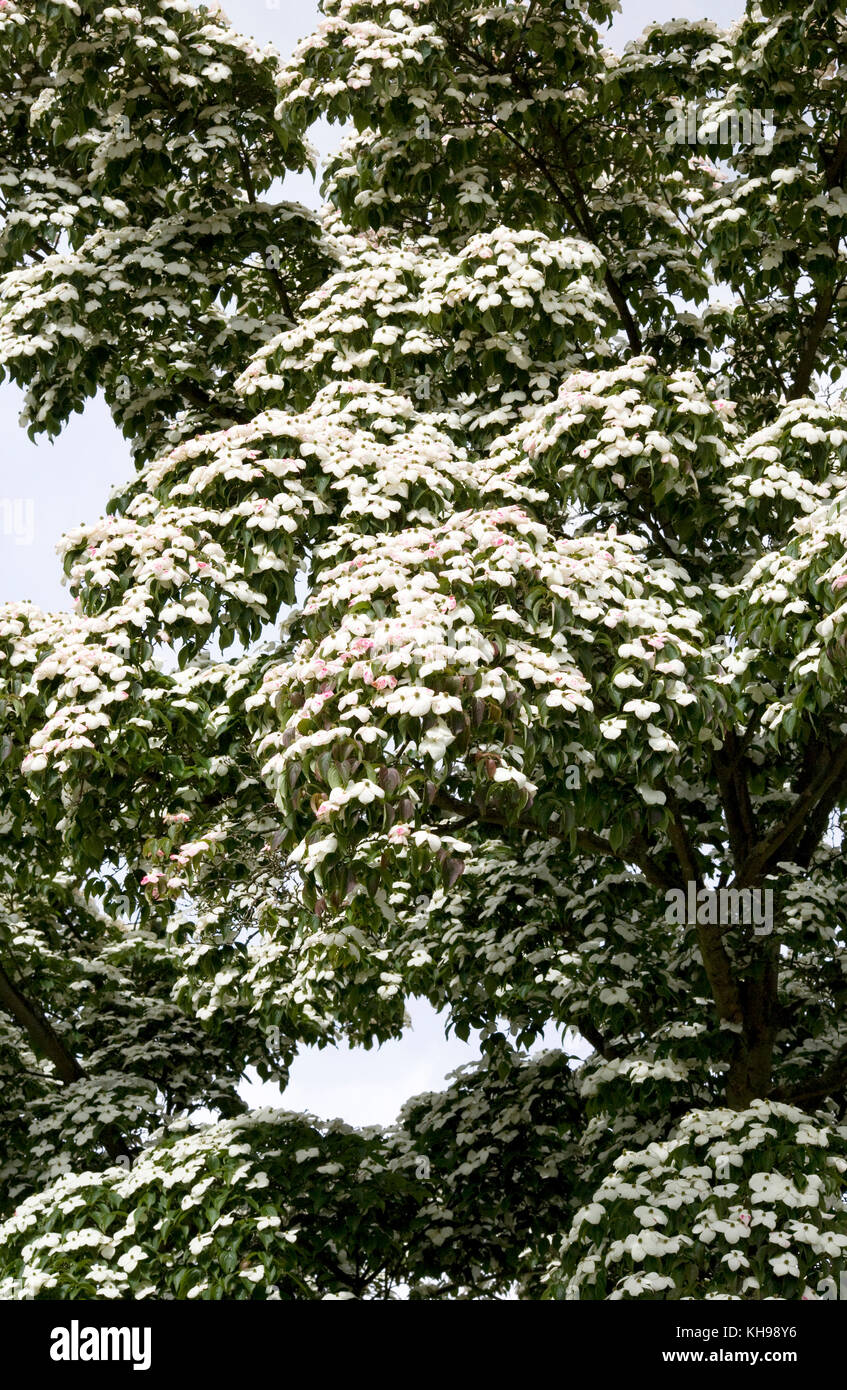 Cornus kousa var. chinensis floraison en été. cornouiller de Chine. Banque D'Images