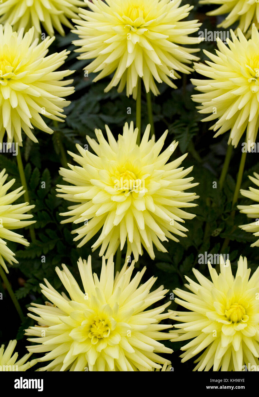 Dahlia fleurs mélodie Weston. Banque D'Images
