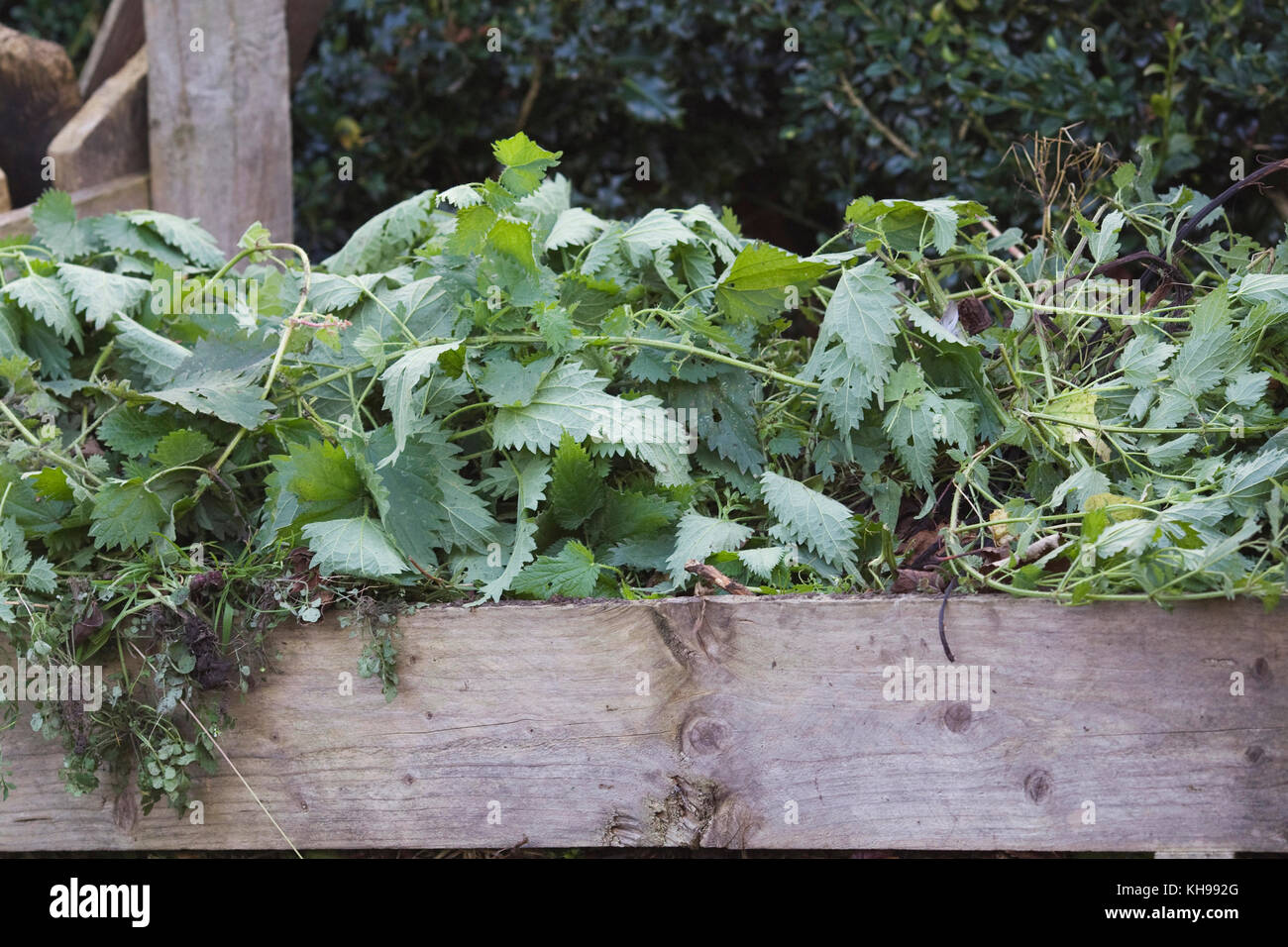 Urtica dioica. orties sur le tas de compost. Banque D'Images