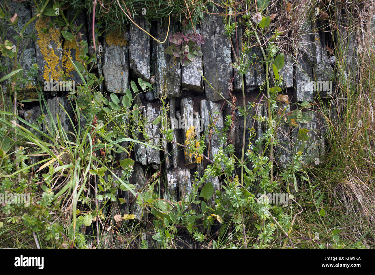 Les murs de pierres sèches traditionnelles faites de l'ardoise sur le cornique et le Devonshire côte. Banque D'Images