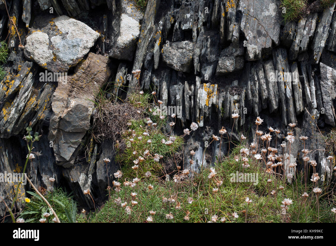Les murs de pierres sèches traditionnelles faites de l'ardoise sur le cornique et le Devonshire côte. Banque D'Images