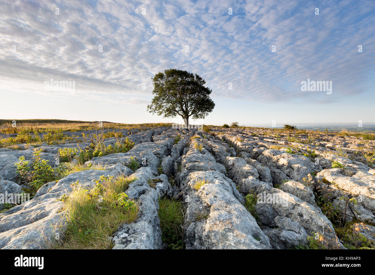 Lonelieness à l'aube - l'emblématique Malham Ash qui poussent à travers le lapiez dans le Yorkshire Dales National Park Banque D'Images