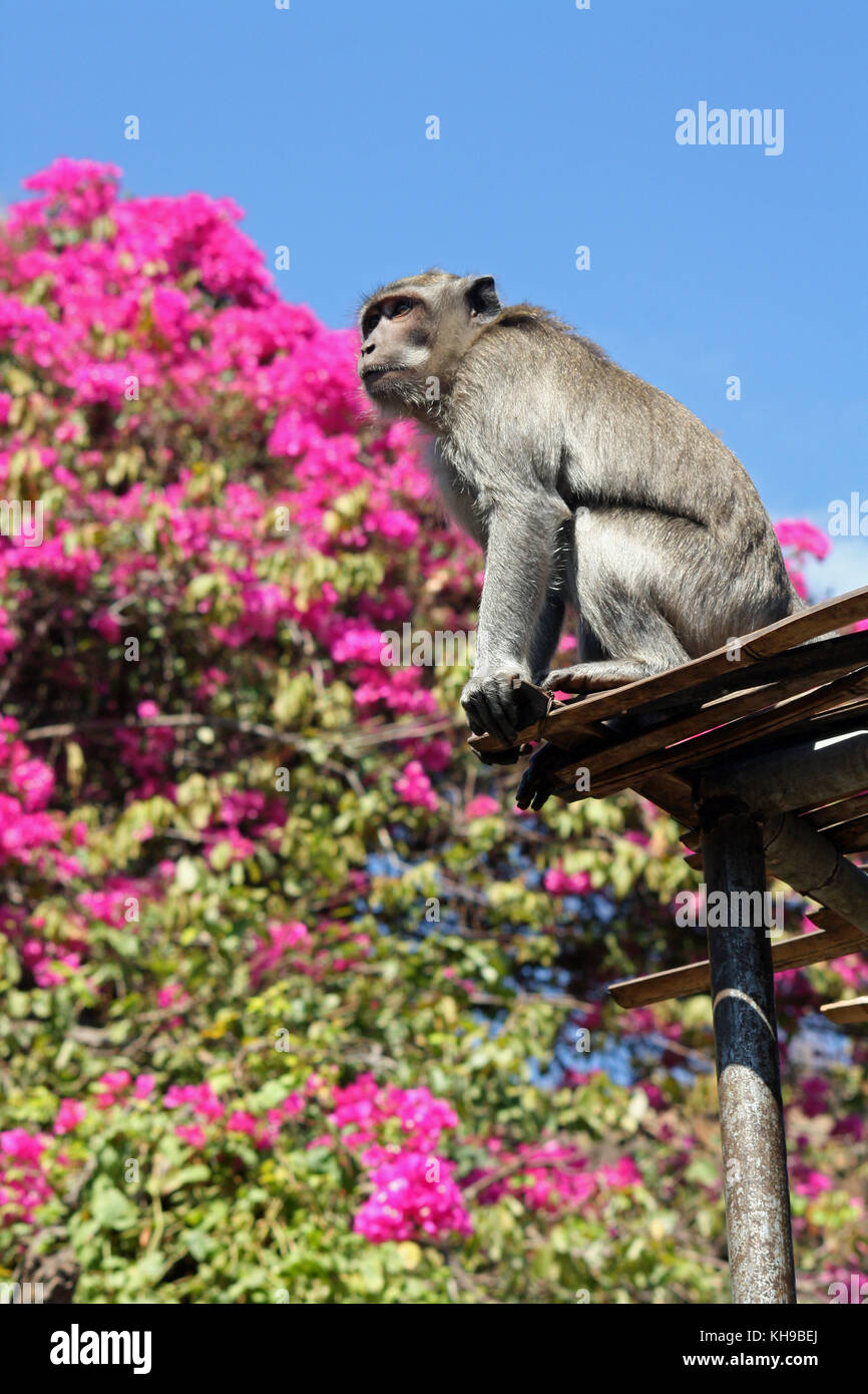 Les macaques temple, Bali, Indonésie Banque D'Images