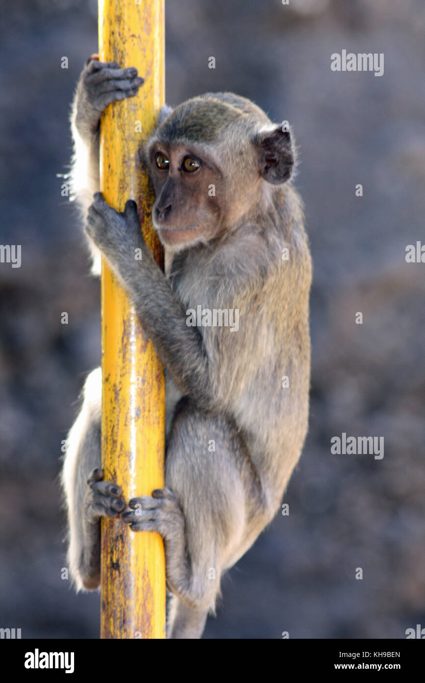 Les macaques temple, Bali, Indonésie Banque D'Images