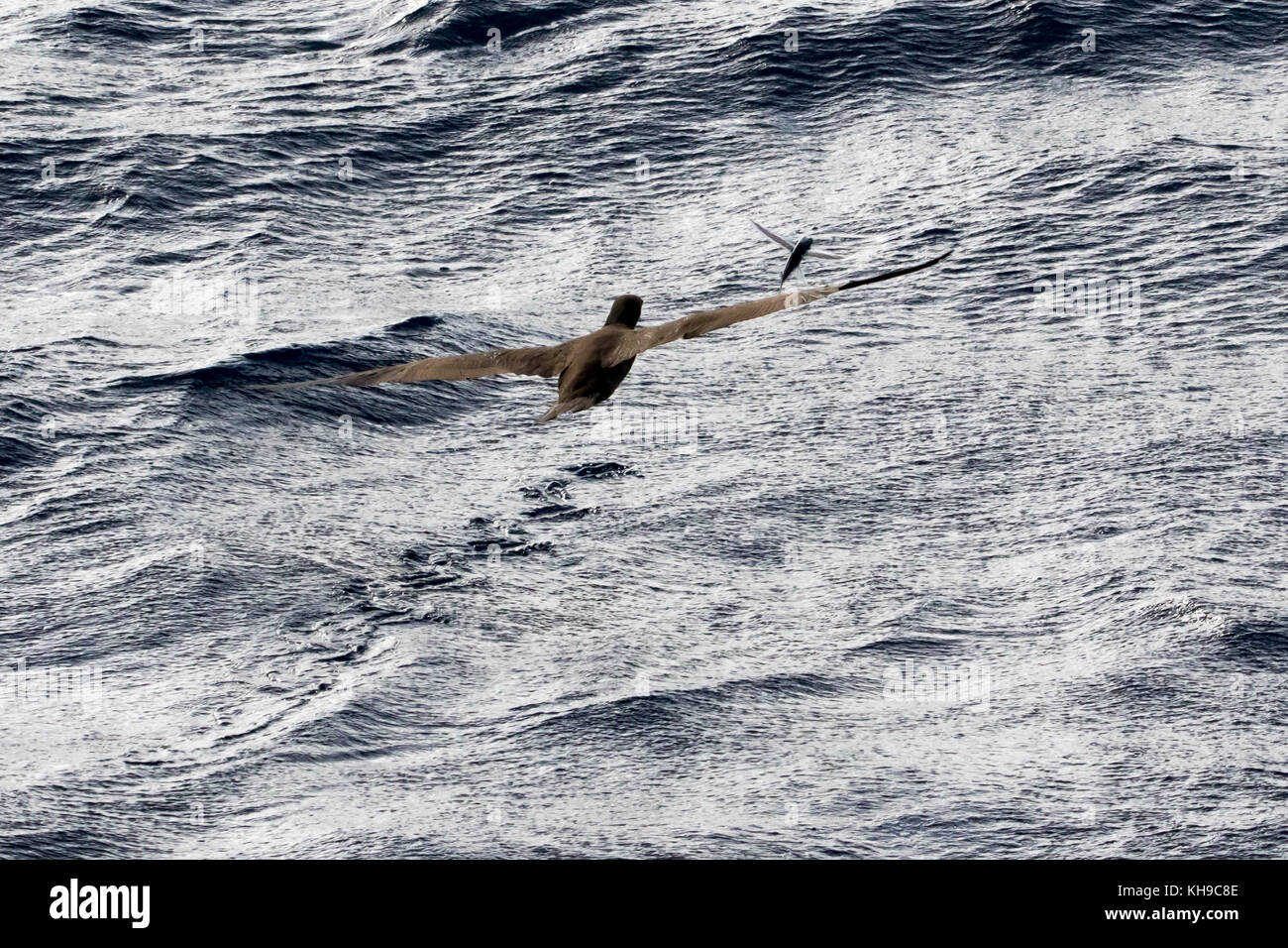 Un fou brun chassant les poissons volants sur la proue du navire d'expédition la National Geographic Orion dans l'Océan Atlantique Banque D'Images