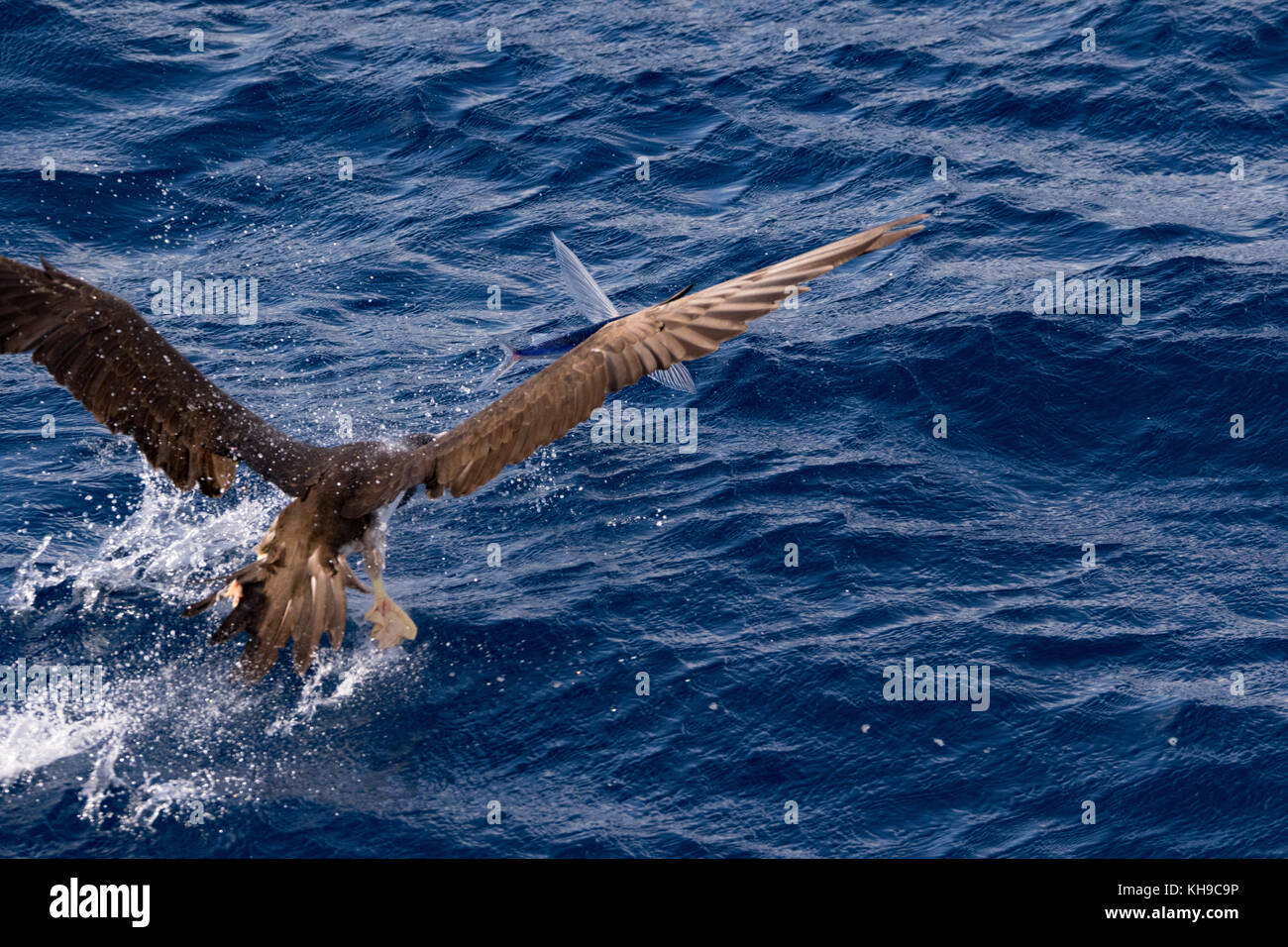 Un fou brun chassant les poissons volants sur la proue du navire d'expédition la National Geographic Orion dans l'Océan Atlantique Banque D'Images