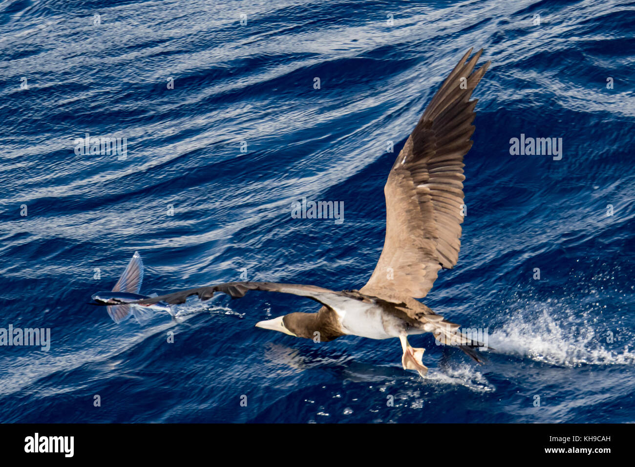 Un fou brun chassant les poissons volants sur la proue du navire d'expédition la National Geographic Orion dans l'Océan Atlantique Banque D'Images