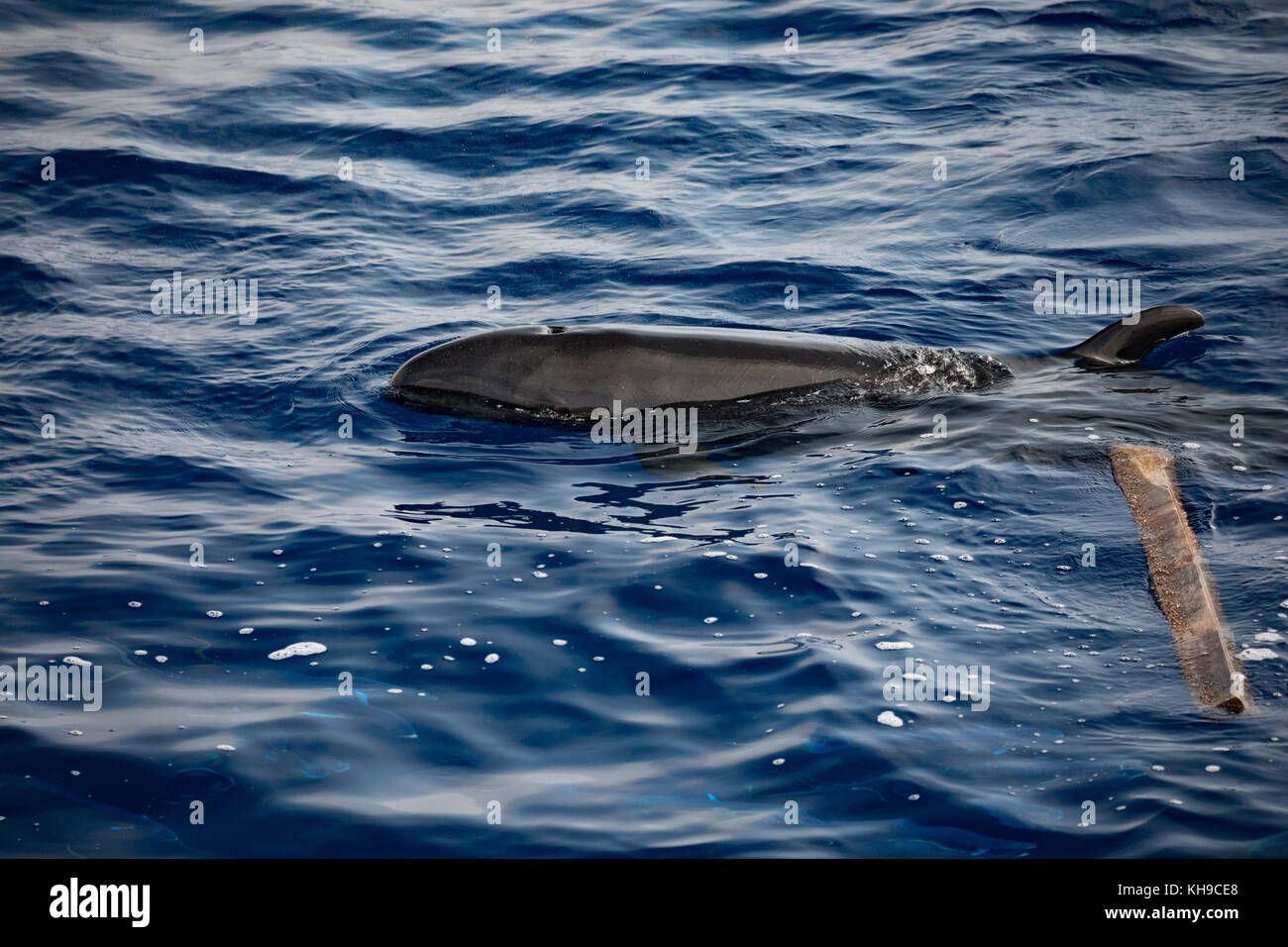 Une gousse de fausses orques se nourrissent de mahi-mahi dans l'océan Atlantique près de Madère Banque D'Images