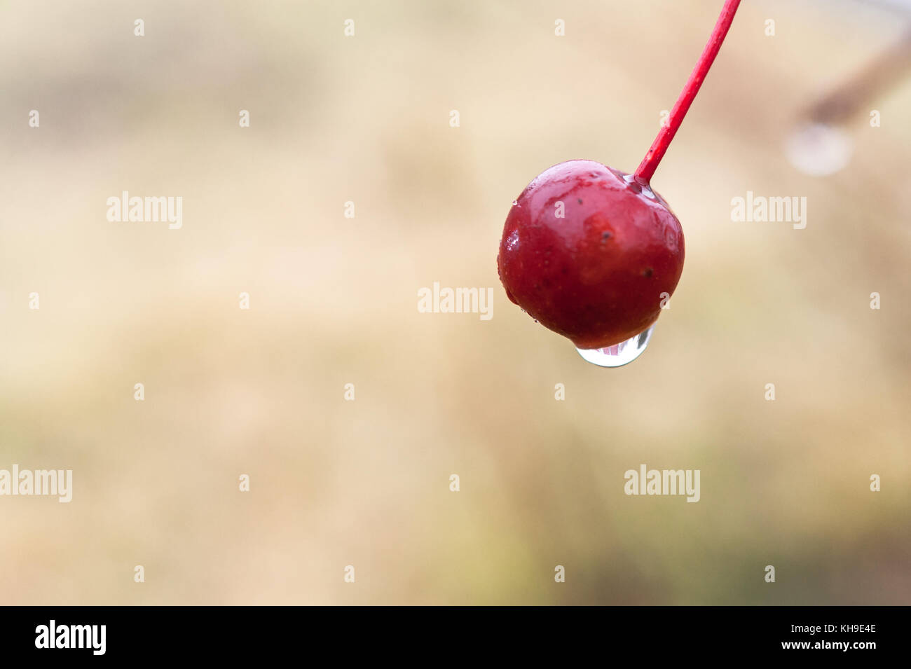 Goutte sur le fruit de pommetier, Malus ou sauvages, apple tree sur un matin d'automne pluvieux Banque D'Images