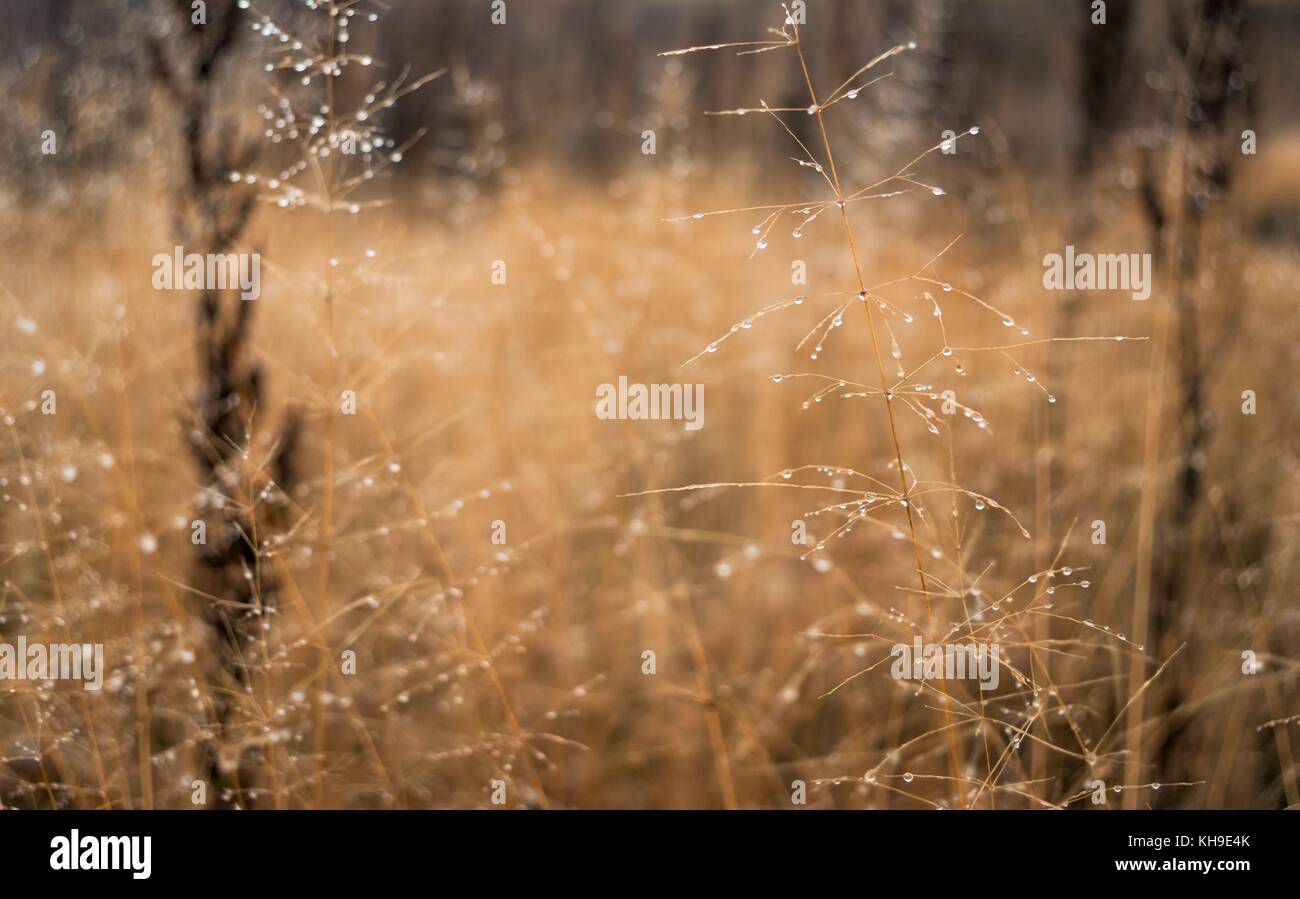 Changement de saisons : concept mist gouttelettes sur l'herbe jaune pâle, roseaux en fin d'automne matin Banque D'Images