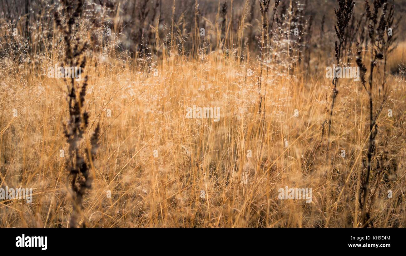 Changement de saisons : concept mist gouttelettes sur l'herbe jaune pâle, roseaux en fin d'automne matin Banque D'Images