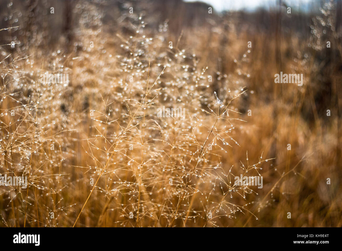 Changement de saisons : concept mist gouttelettes sur l'herbe jaune pâle, roseaux en fin d'automne matin Banque D'Images