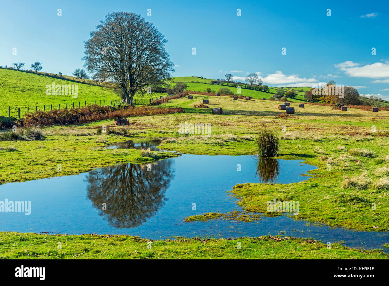 Mynydd Illtyd Brecon Beacons sud du pays de Galles montrant une piscine avec des reflets clairs d'un arbre et d'un Bush, par une journée ensoleillée. Banque D'Images