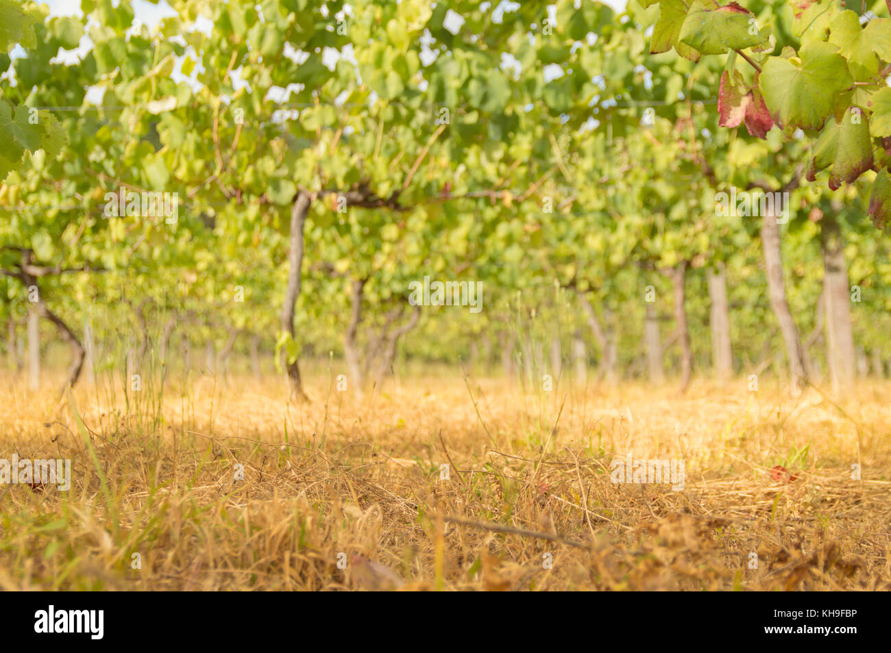 Détail d'un vignoble en automne, près de la rivière Ulla. un produit original faite en Galice célèbre dans tout le pays. Banque D'Images