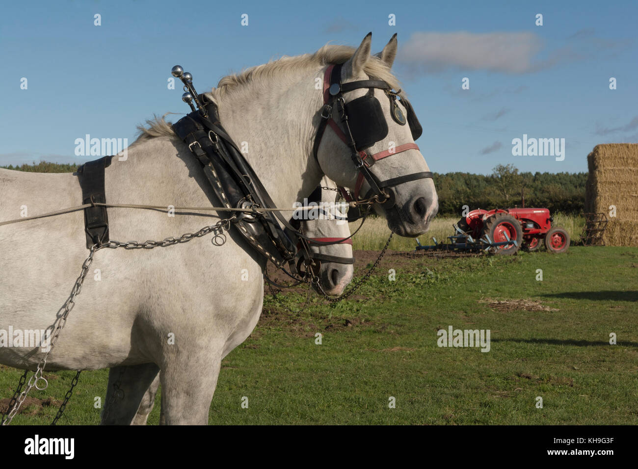 Une paire de chevaux lourds percherons en faisceau de travail prêt pour labourer avec David Brown vintage tracteur dans l'arrière-plan Banque D'Images