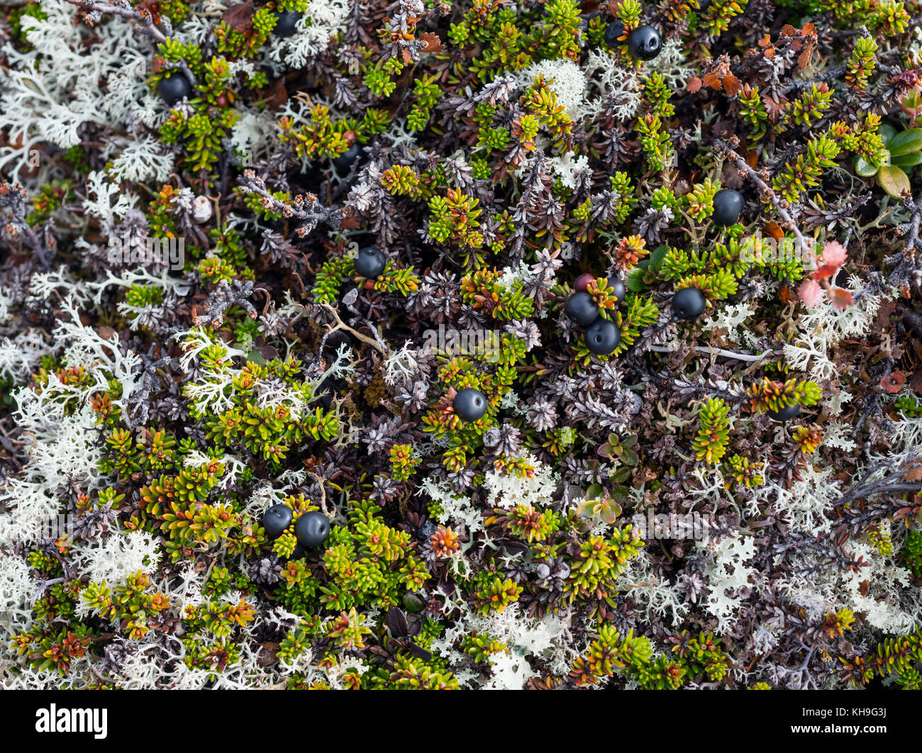 Lichen et plantes dans les montagnes du Norweigian. Banque D'Images