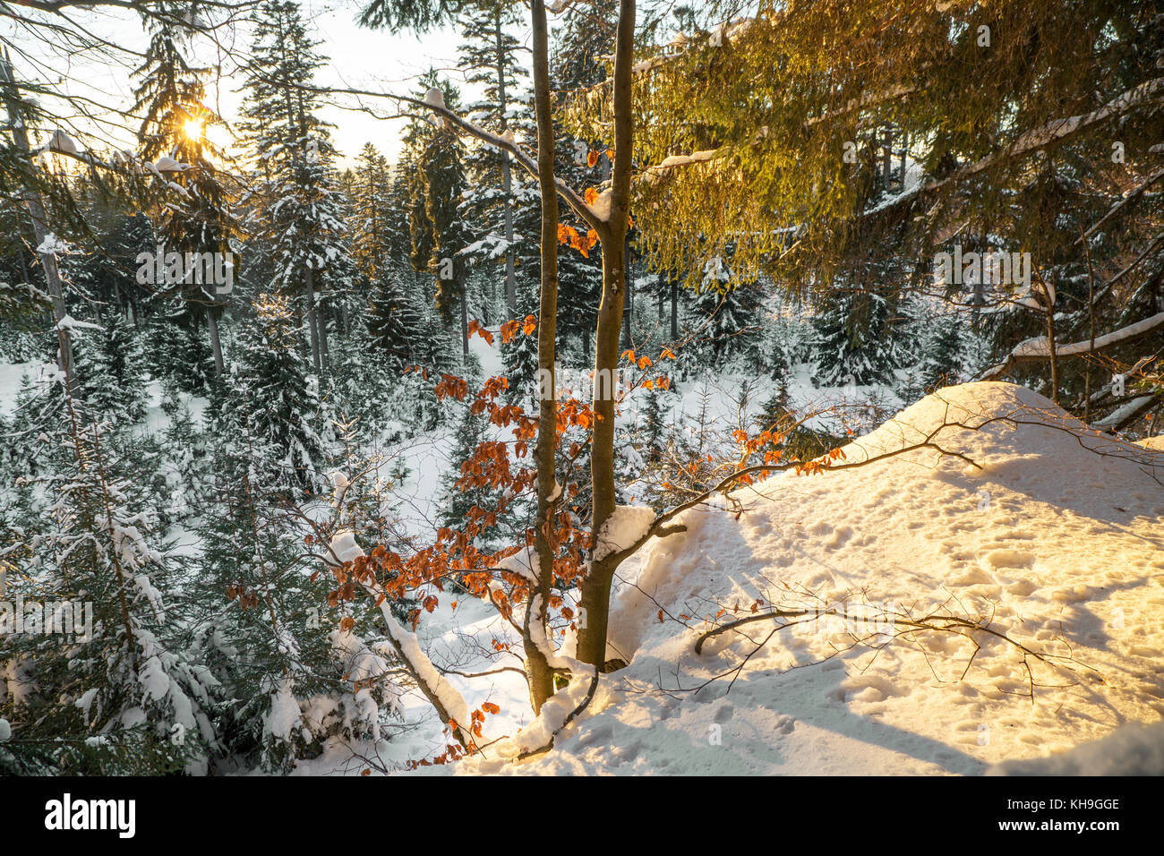 Les feuilles de hêtre dans les couleurs de l'automne au coucher du soleil dans une forêt mixte dans la neige en hiver Banque D'Images