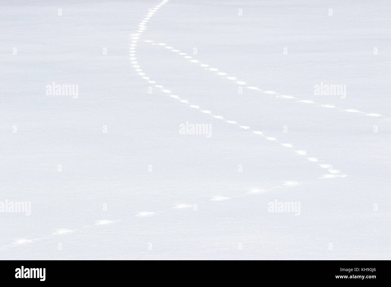 La fusion de deux pistes d'animaux dans la neige en hiver sur le terrain Banque D'Images
