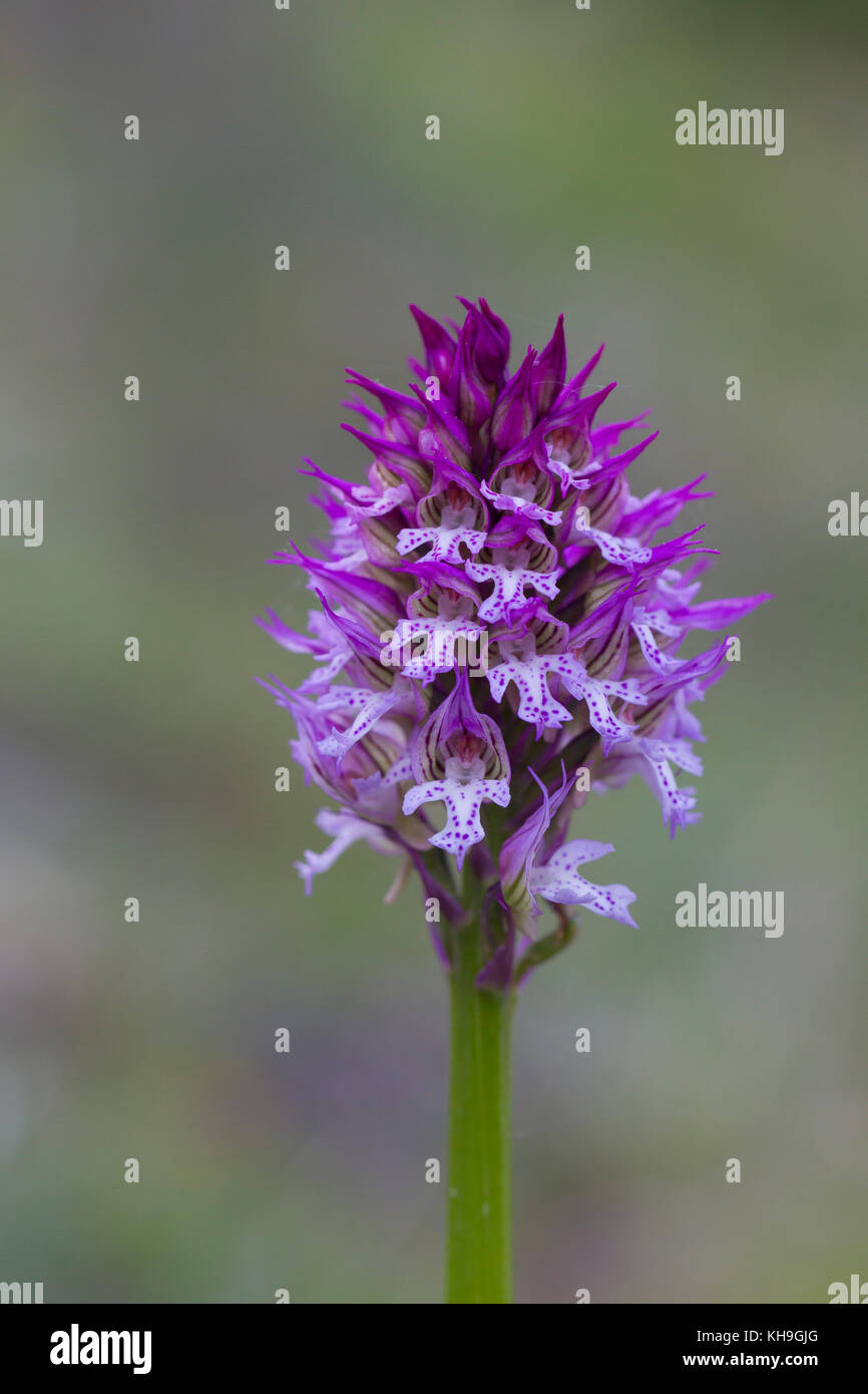 Orchidée à trois dents (Neotinea tridentata / Orcis tridentata) en fleur Banque D'Images