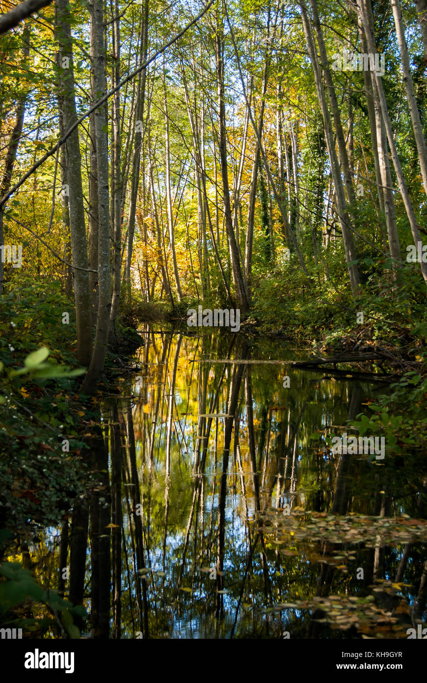 Une jeune forêt de trembles se reflète dans le corps de l'eau encore Banque D'Images
