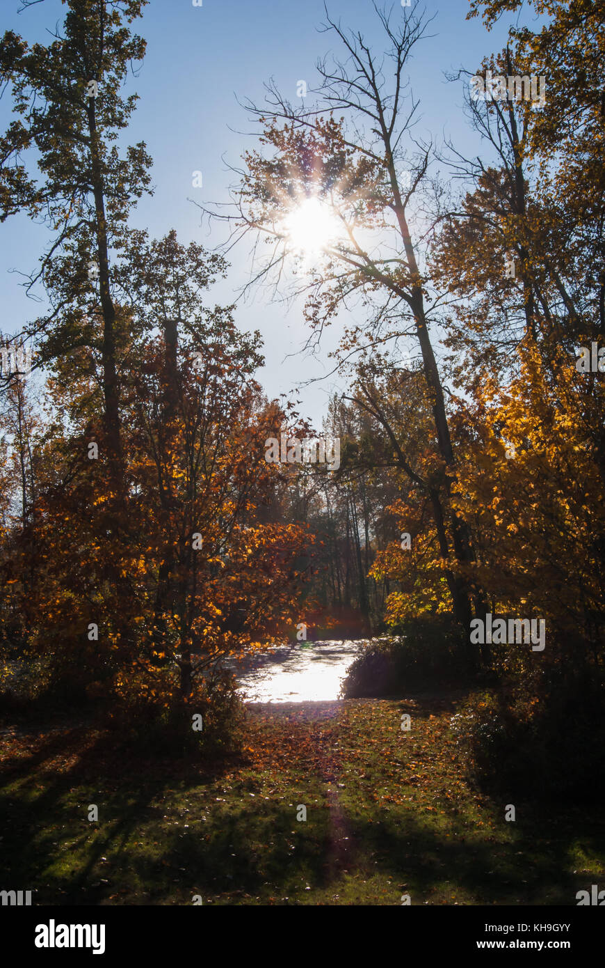 Un soleil éclaté à travers un arbre en raison de la rivière, où chaque couleur à l'automne. Banque D'Images