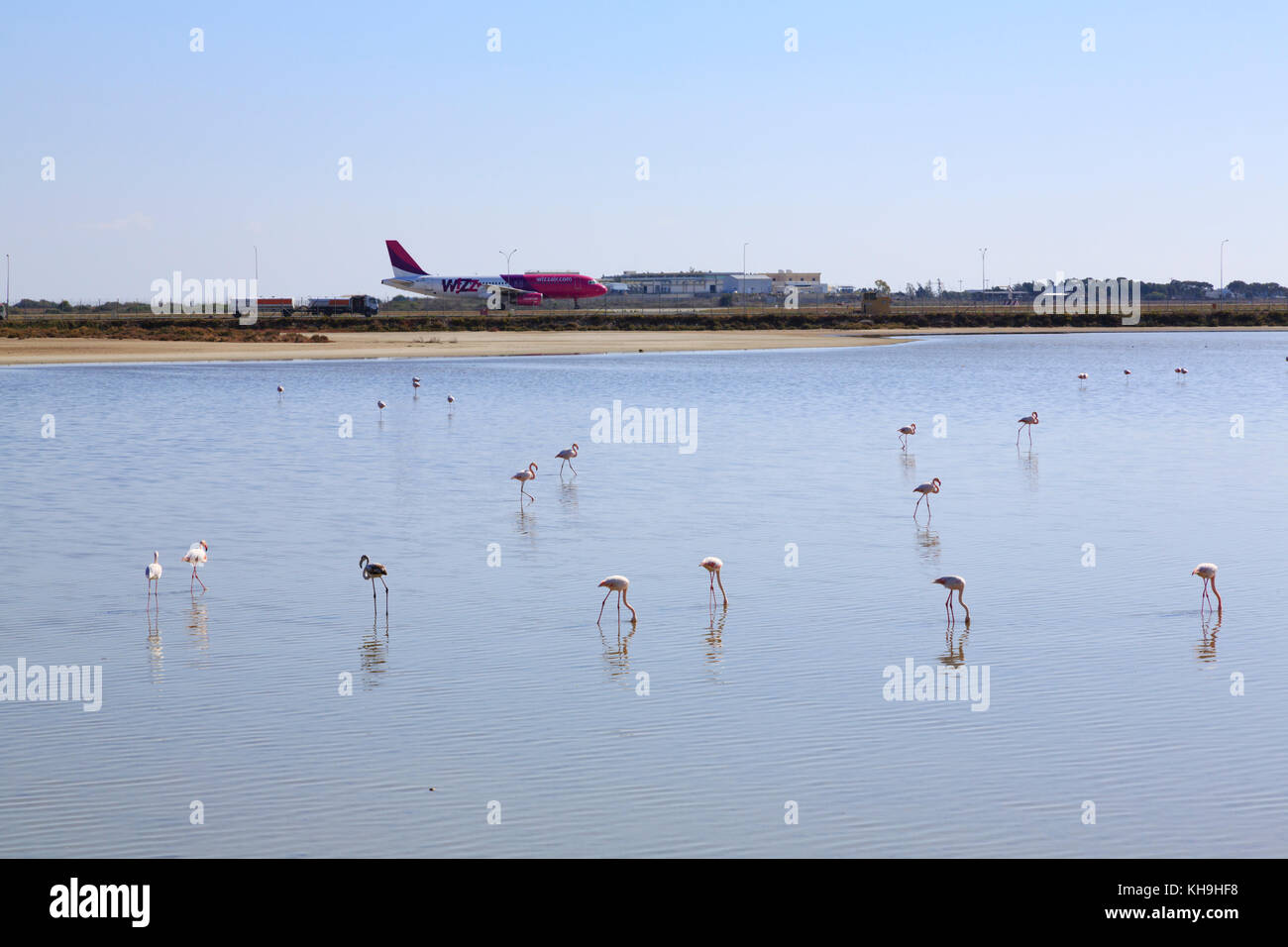 Les flamants roses sur le lac salé de Larnaca, avec un avion de la circulation au sol à l'arrière-plan, Chypre Banque D'Images