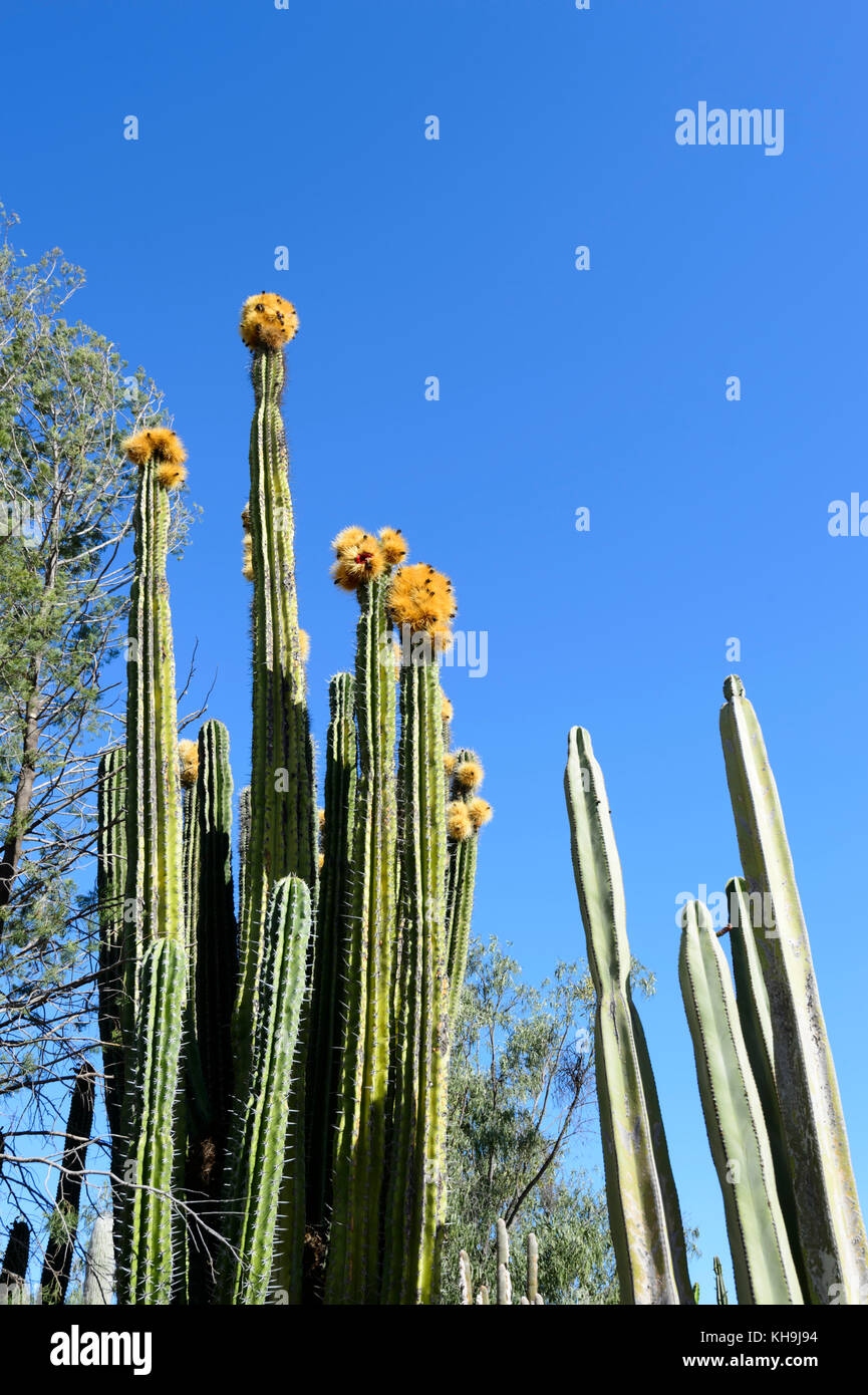 Cactus géants en fleurs à Bevan's Black Opal et pépinière de cactus, voiture bleue Tour porte, Lightning Ridge, New South Wales, NSW, Australie Banque D'Images