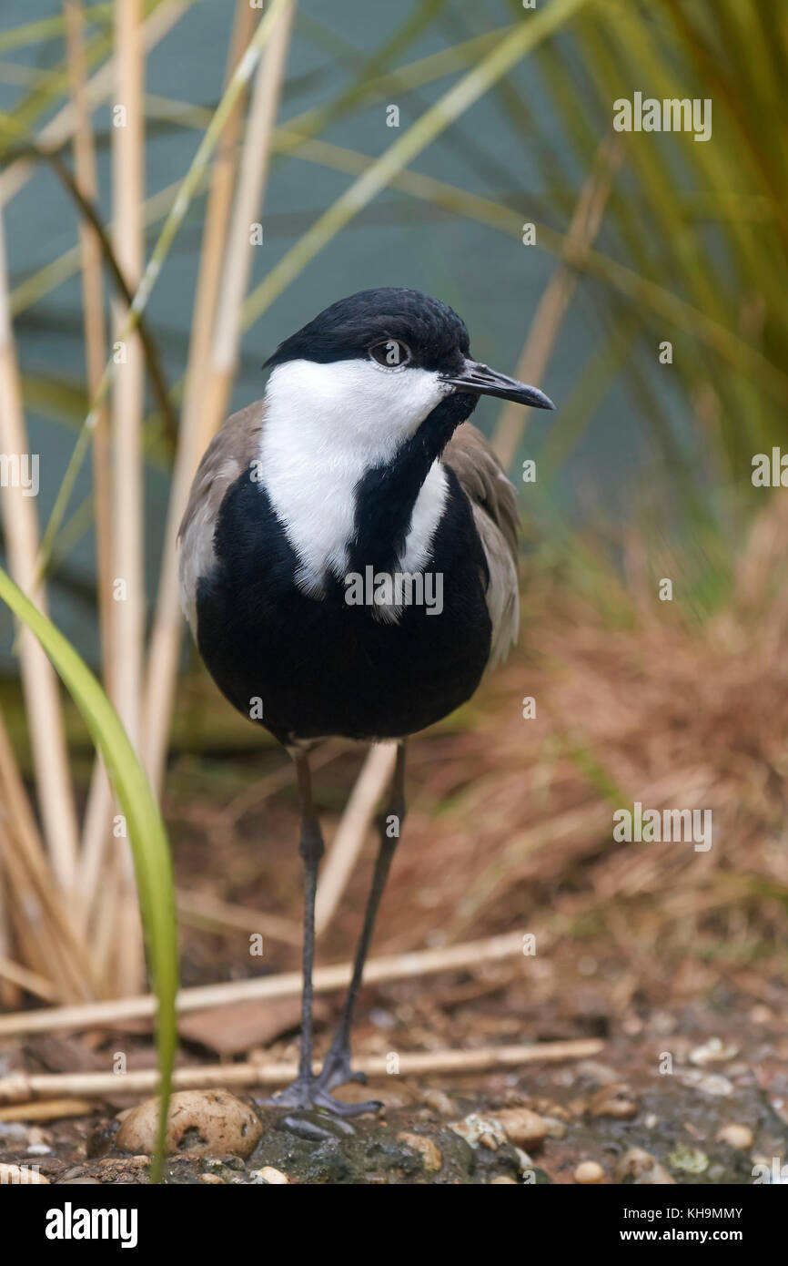 Spur-winged sociable debout sur le terrain dans la végétation Banque D'Images