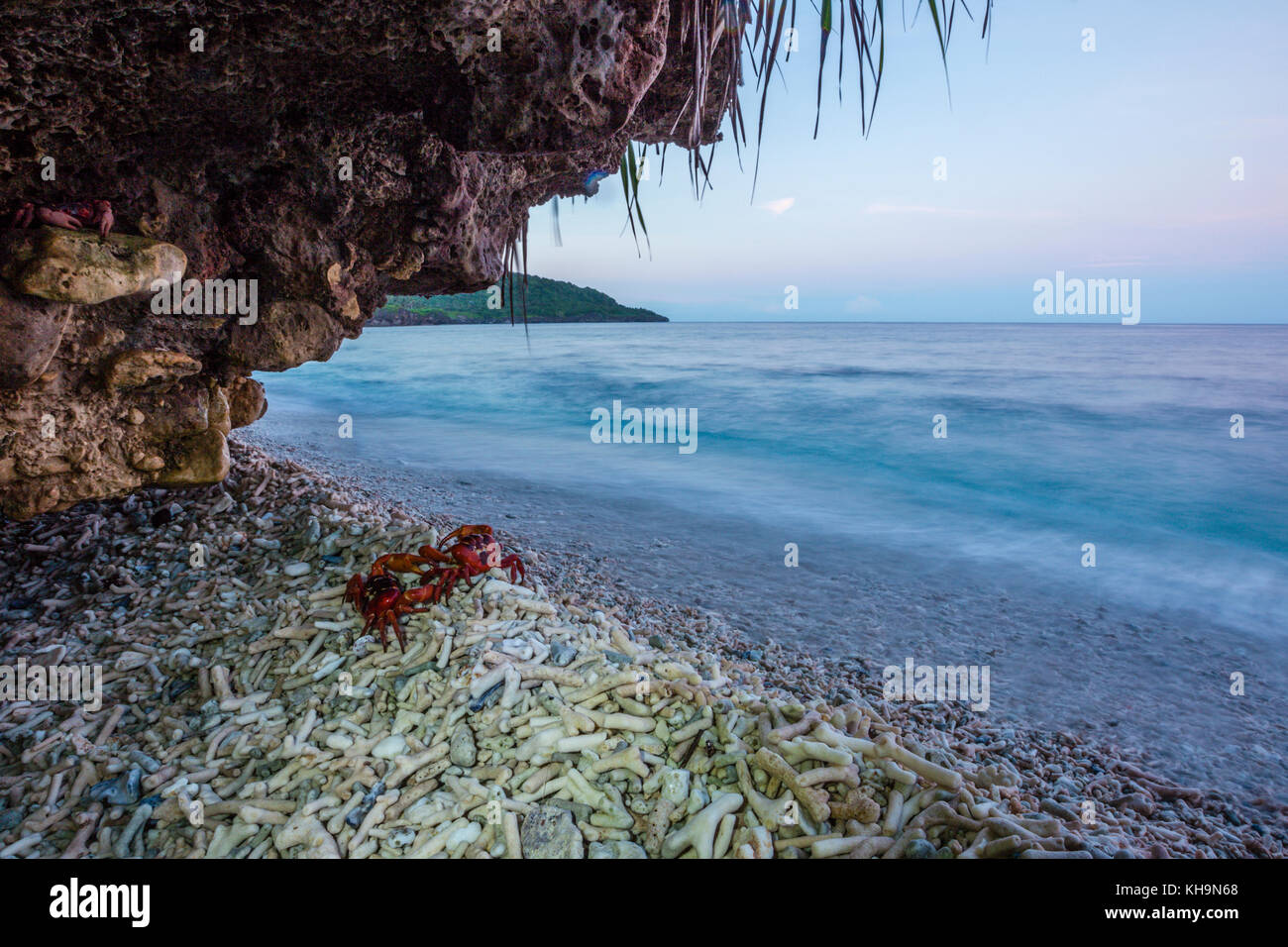 Crabe rouge à Ethel beach, l'île Christmas, Australie Banque D'Images