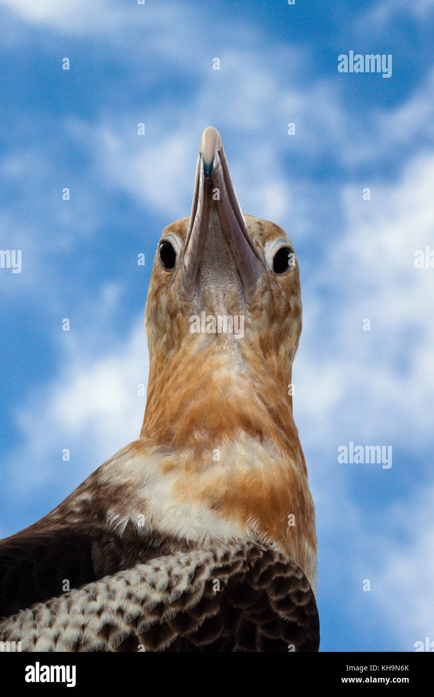 La Frégate, Fregata andrewsi Noël, Christmas Island, Australie Banque D'Images