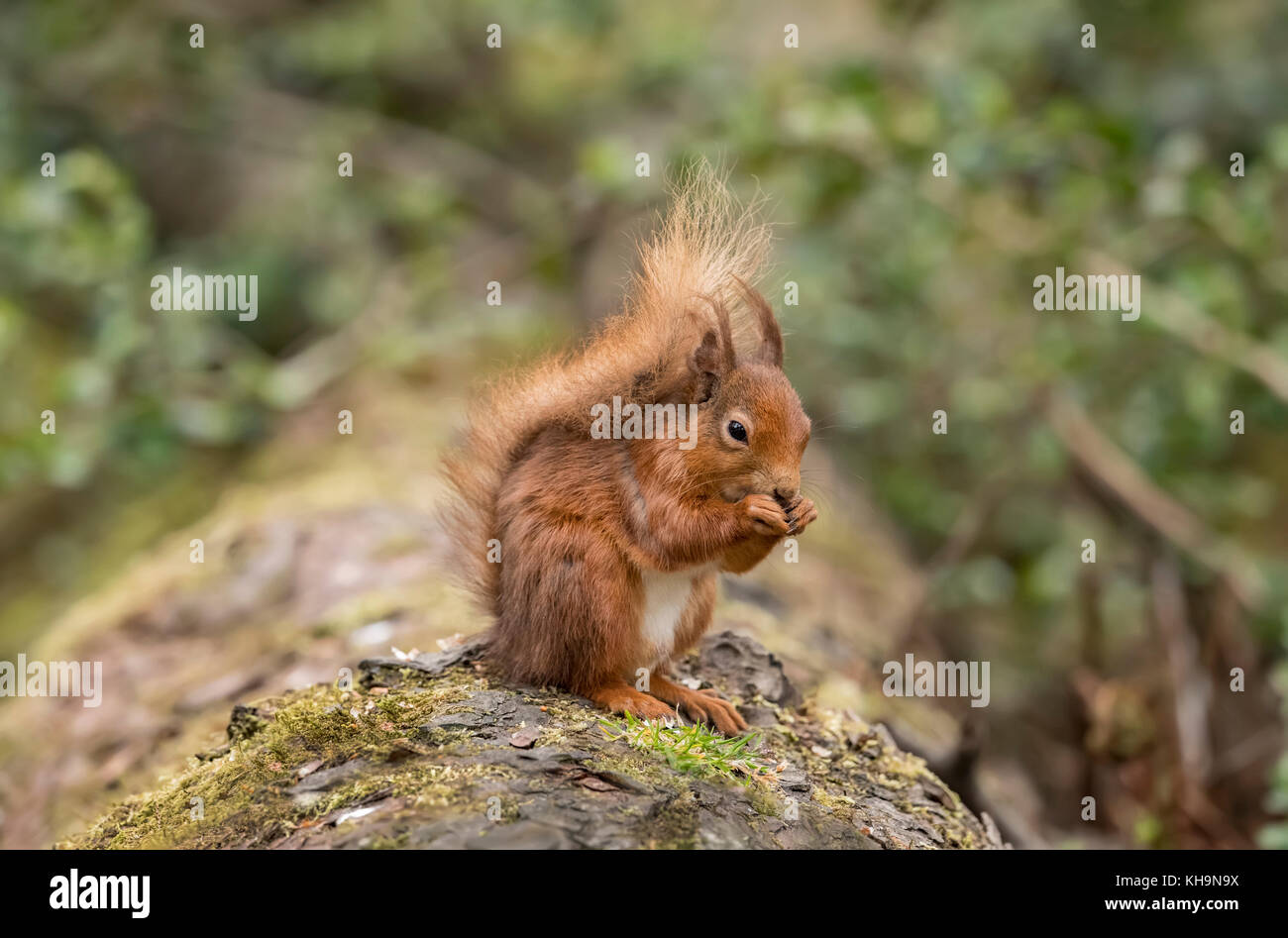 Écureuil rouge sur un journal dans une forêt de manger des noix Banque D'Images
