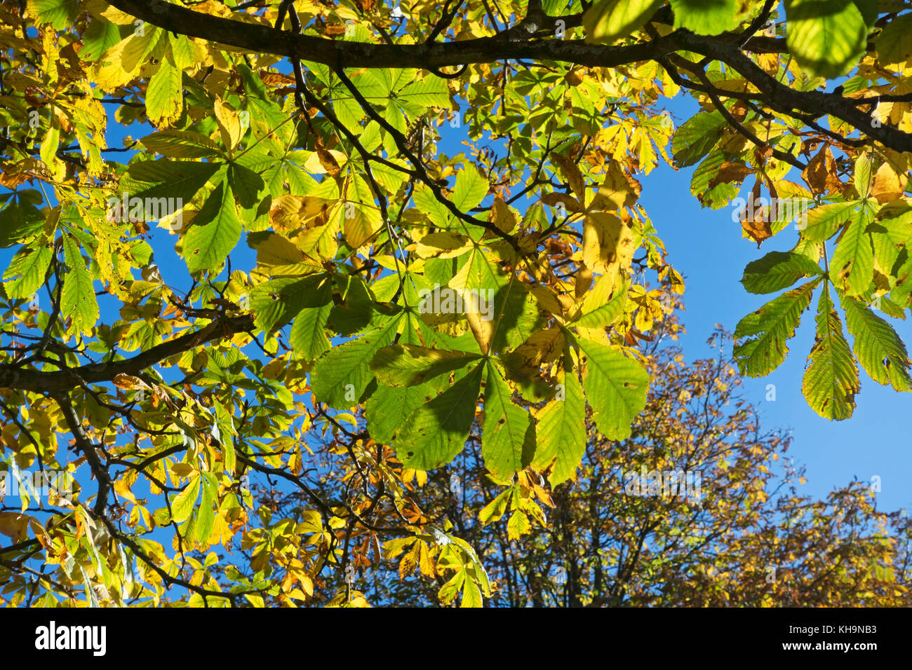 Gros plan des arbres de châtaignier de cheval laisse des branches de feuilles en automne Angleterre Royaume-Uni GB Grande-Bretagne Banque D'Images