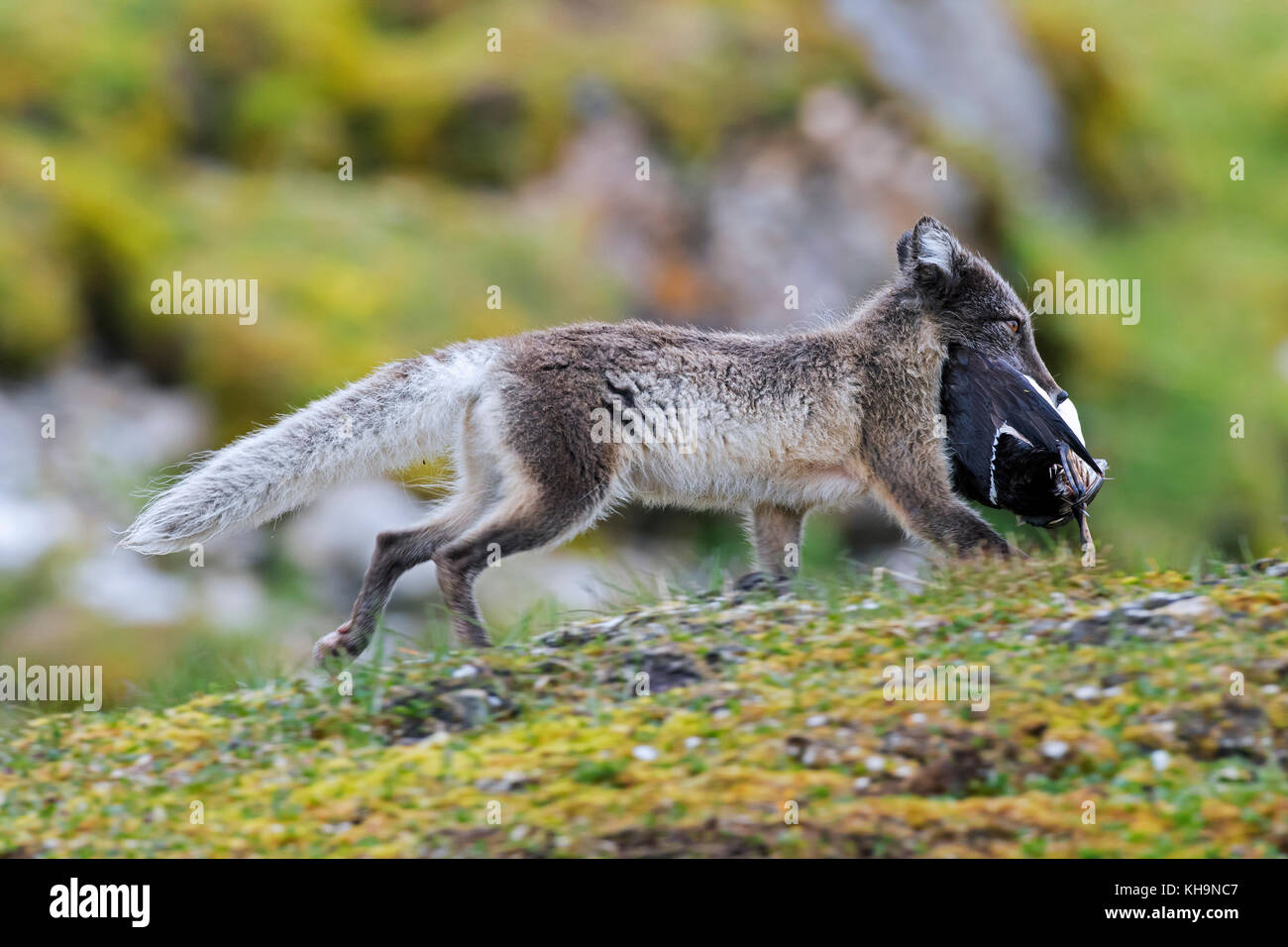 Le renard arctique / white fox / renard polaire / neige fox (Vulpes — free download