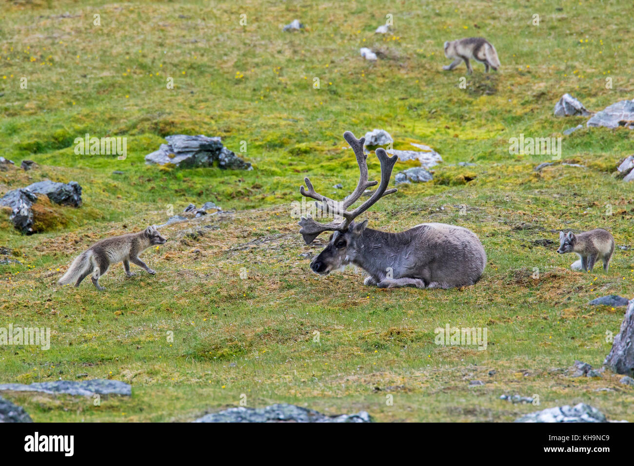 Trois jeunes curieux le renard arctique / blanc / polar fox fox / neige fox (Vulpes lagopus / Alopex lagopus) réunion renne dans la toundra en été Banque D'Images