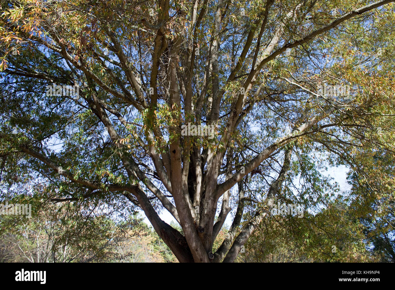 Modification de feuillage sur un arbre de chêne d'automne Banque D'Images