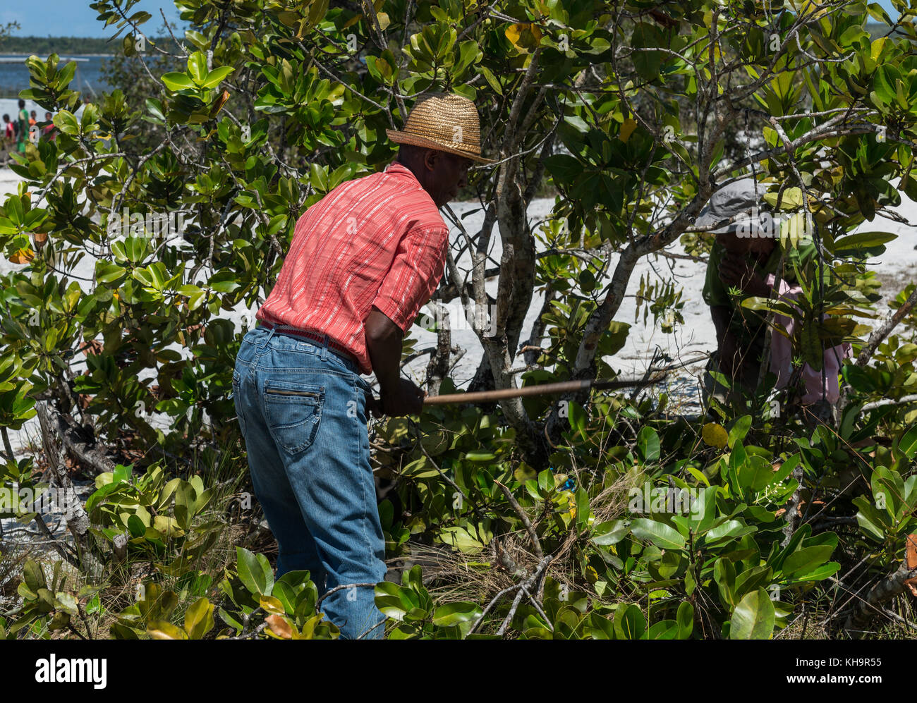 Un vieil homme effacer les buissons avec une machette à une cérémonie de sacrifice de zébus, lac ampitabe, Toamasina, Madagascar, Afrique Banque D'Images